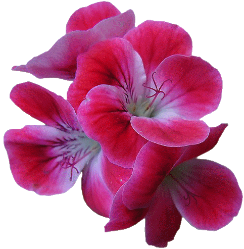 Resultado de imagen para flores variadas