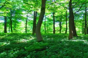 Neem Tree Benefits in hindi