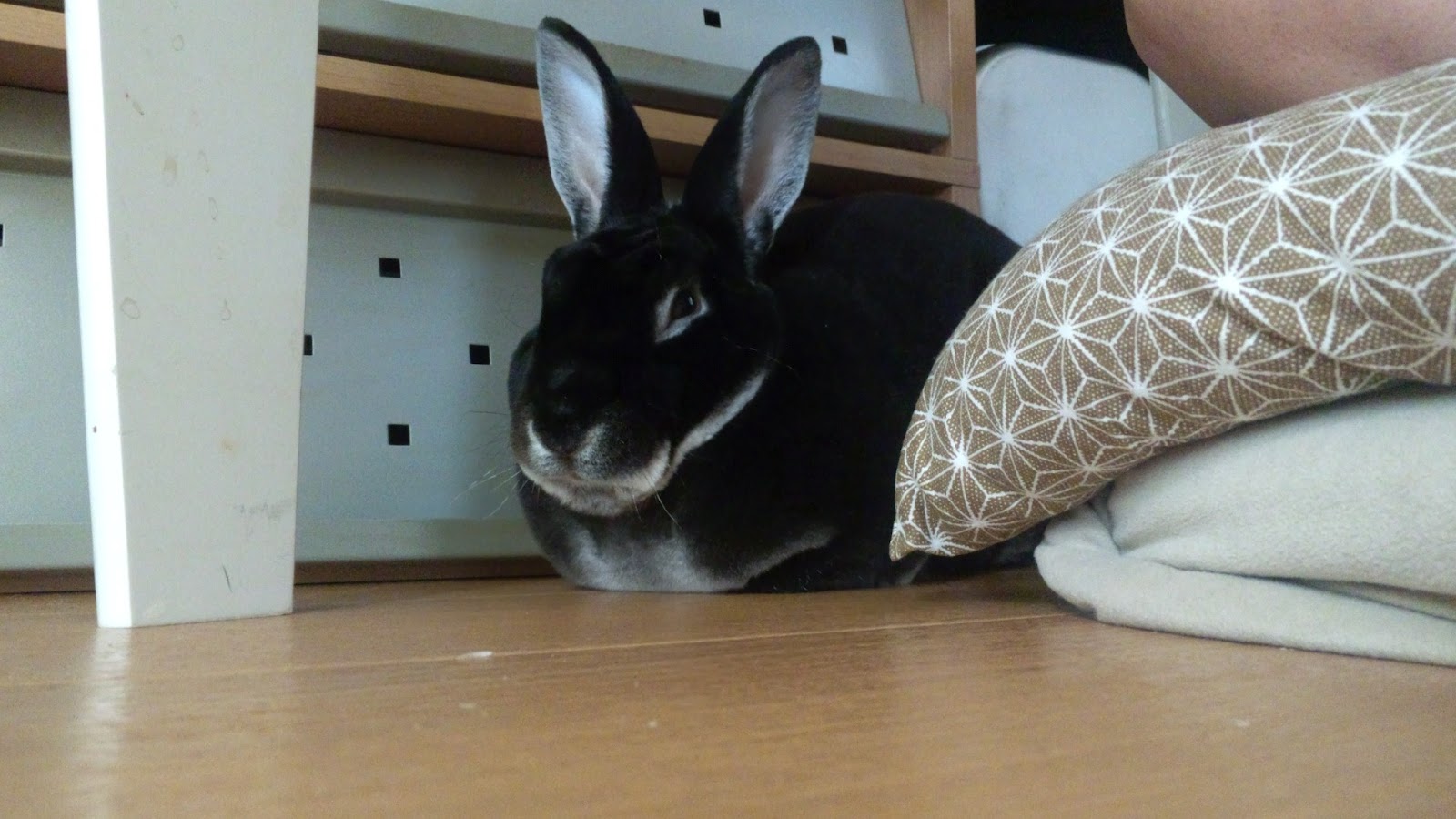 うさぎドロップキック低空式 モモタスのこだわり