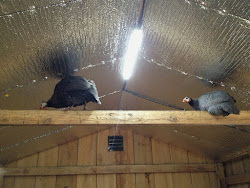 coop chicken insulating chickens farm insulation murano insulate diy muranochickenfarm ceiling backyard plans coops guineas using