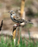 Vesper Sparrow on fence post – USA – Apr. 25, 2009 – Tim