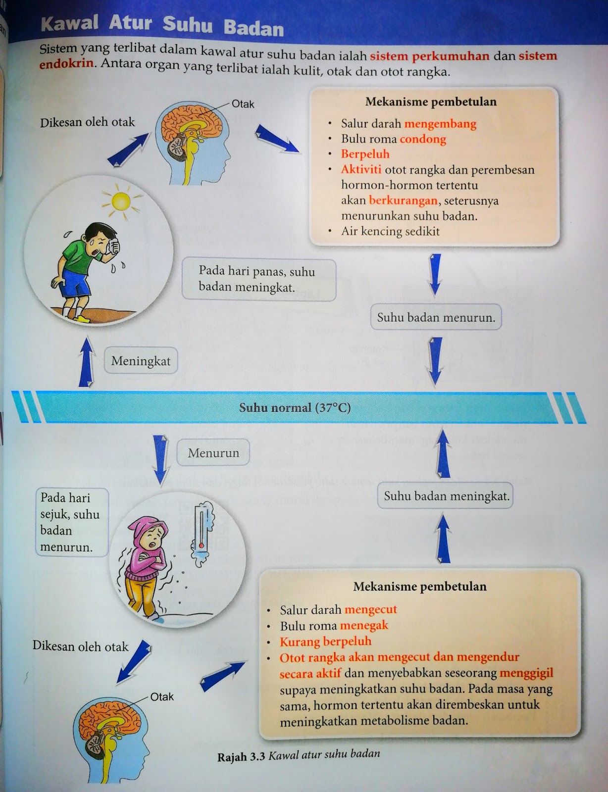 Maksud homeostasis