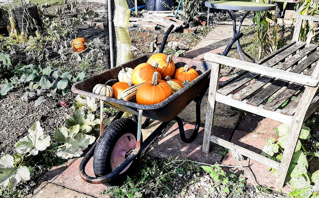 Wheel barrow full of pumpkins