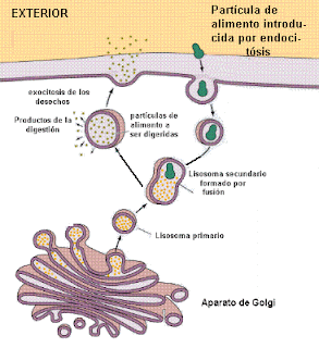 Lisosoma: endocitósis y exocitosis