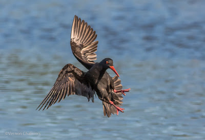 Birds in Flight Photography Shoots Woodbridge Island / Cape Town  