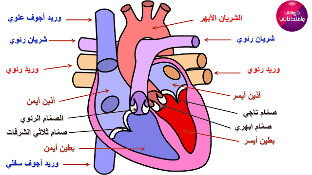 القلب - الدورة الدموية - الدمر احمر قان - الدم أحمر قاتم