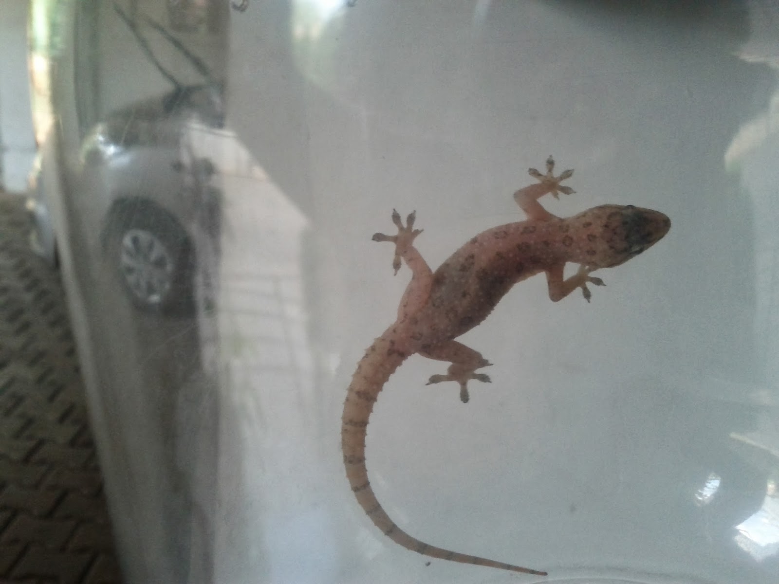 Wildopolis Common Lizards in Bangalore