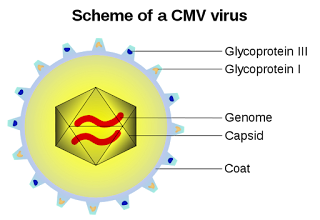 Sitomegalovirüs şeması