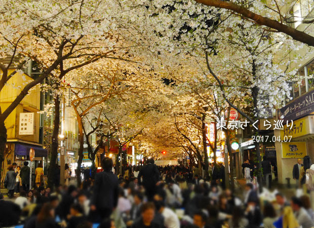 東京の桜めぐり：