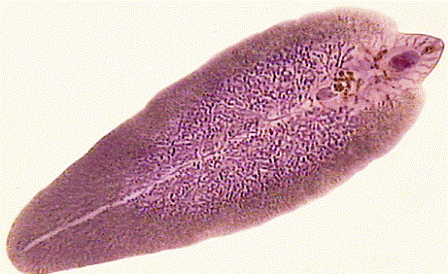 a platyhelminthes általános testterve)