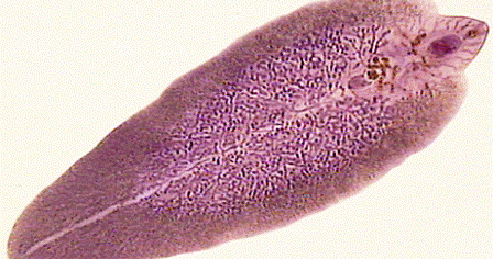 a platyhelminthes phylum tényei)