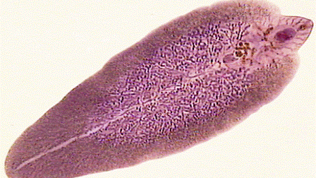 a platyhelminthes általános testterve