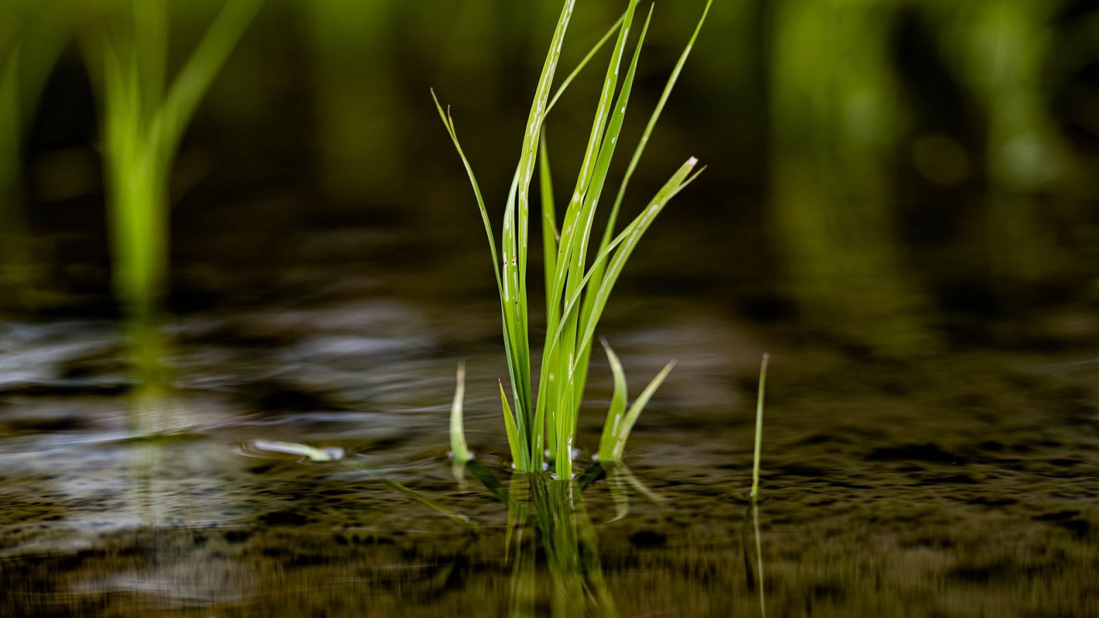 Grass Growing In Water Free Wallpaper