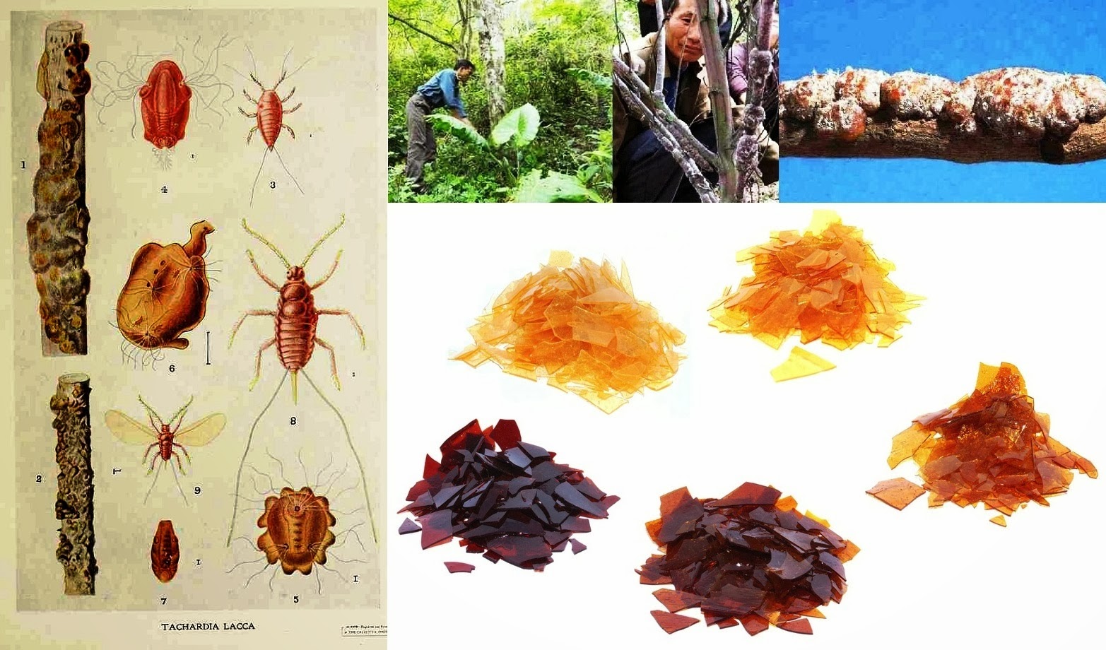 Business Ideas | Small Business Ideas: Lac Farming Business | Kerria ...