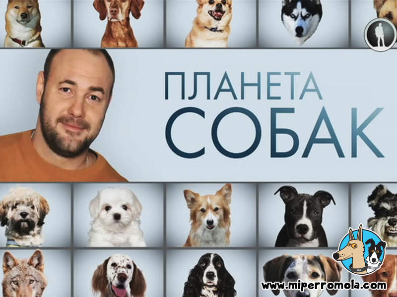 Can de Palleiro en la TV Rusa con Gregory Manev en el programa "Dog Planet"