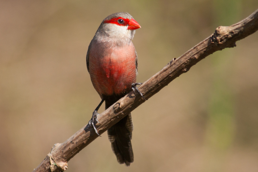 CRIAÇÃO DE ANIMAIS Criação do Bico