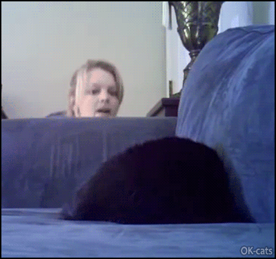 Cute CAT GIF • Guess who? DEAF Cat confusing wake up. “Who did that? Is it you Mom?”