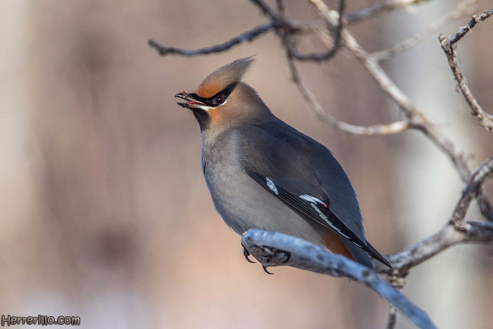 El Herrerillo: Ampelis europeo (Bombycilla garrulus)