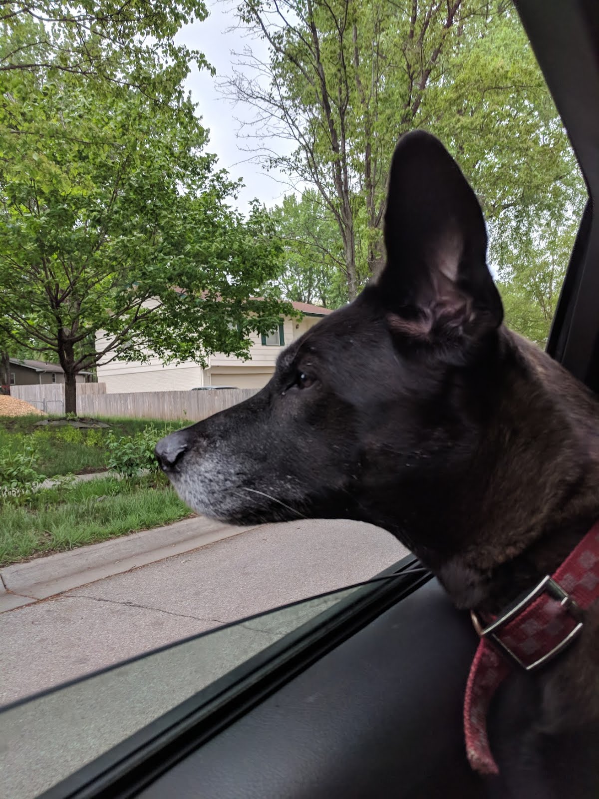 dog black lab car ride ear