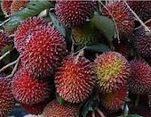 PULASAN