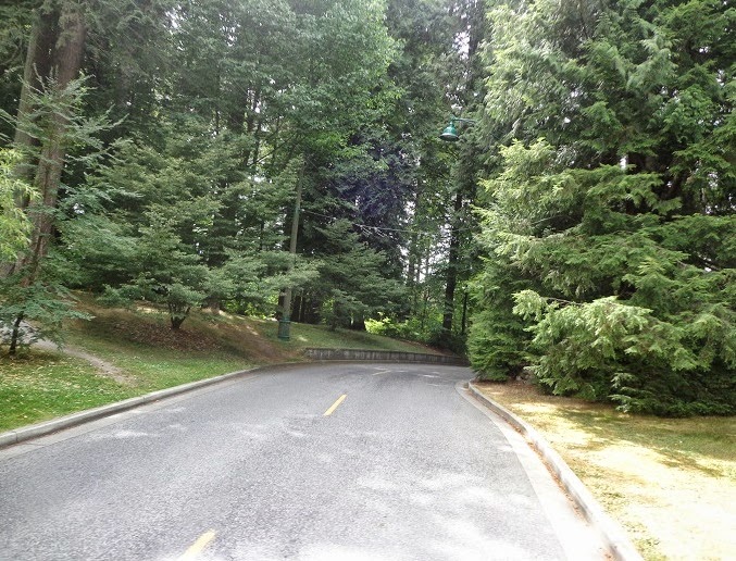 The road curves into tree-covered area