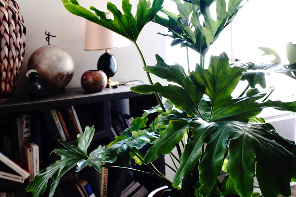 BLOG-MODE-HOMME-DECO-STYLE-INTERIEUR-PLANTES-POUR-MASCULINES-maplantemonbonheur-design-ecolo-vegetal-naturel - scindapsus schefflera croton philodendron monstera langue de belles meres 