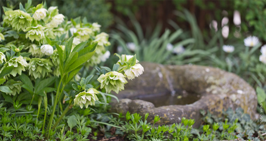 Schattenblumen Blumen und Pflanzen für schattige Standorte 