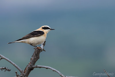 Còlit ros (Oenanthe hispanica)