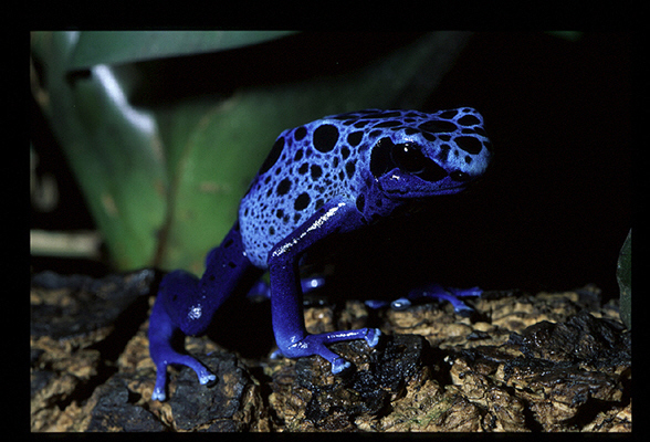 World's Amazings: Worlds Most Beautiful But Poisonous Frogs