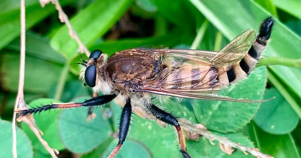 Daily Blog We Bought a Farm Farm Insects