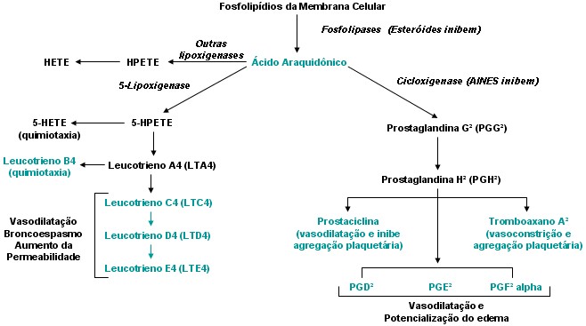 cascata+acido+arac.jpg