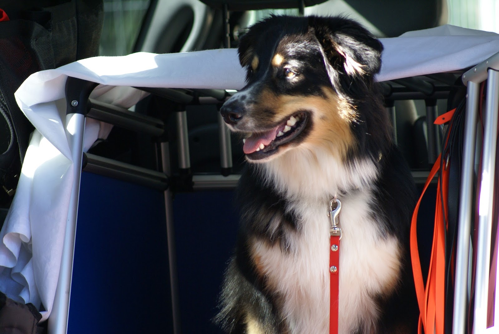 Canilogie was Du NIE über Hunde wissen wolltest&hellip; Wenn Dein Hund