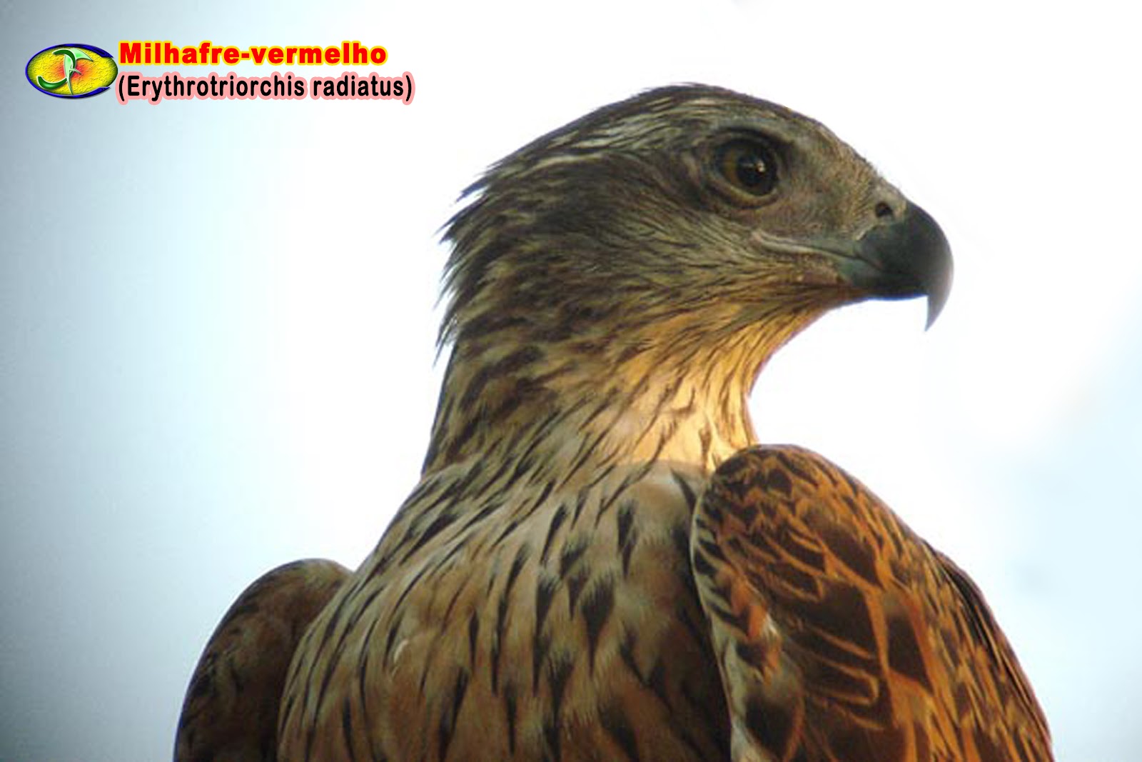 Ястреб-тетеревятник. Красный ястреб. Ястреб с красными крыльями. Ястреб-тетеревятник фото