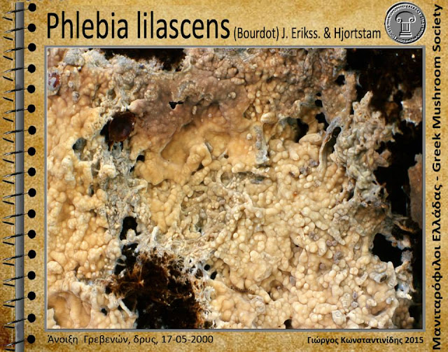 Phlebia lilascens (Bourdot) J. Erikss. & Hjortstam