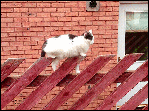 Art Cat GIF • Weird cat on fence • Whatcha doing? “Don't ask I purrfectly know what I'm doing, its' my job, I'm a Pro.” Art Cat GIF • Weird cat on fence • Whatcha doing? “Don't ask I purrfectly know what I'm doing, its' my job, I'm a Pro.”