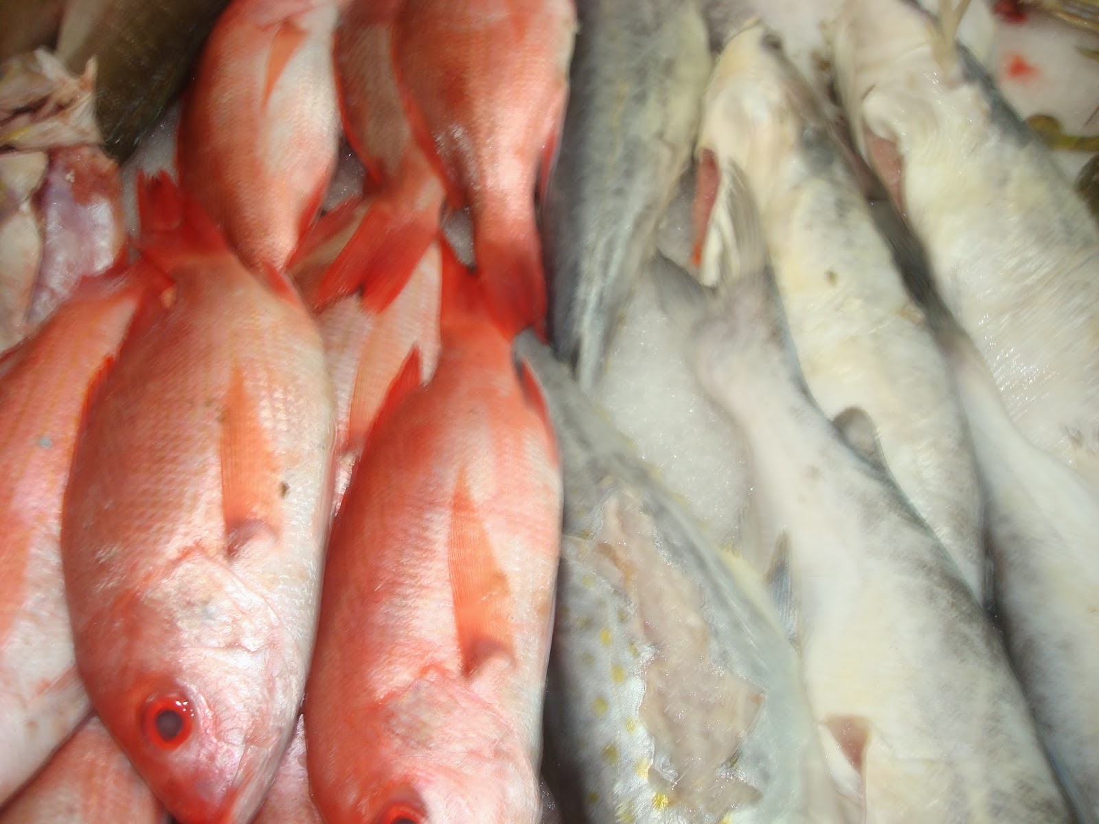 sancarlosfortin pescado huachinango y bagre