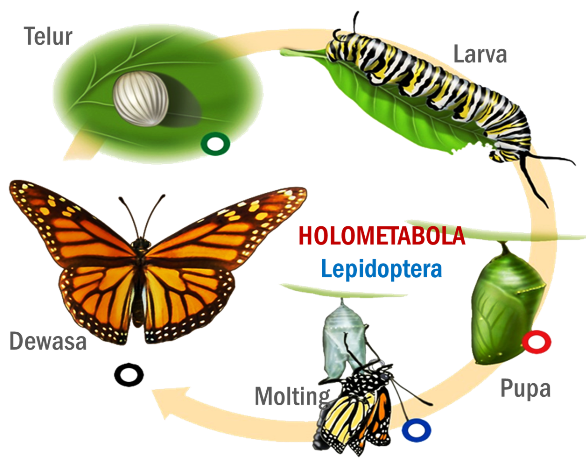 Kelompok insecta yang mengalami metamorfosis sempurna 