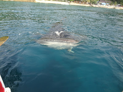 whale shark, oslob