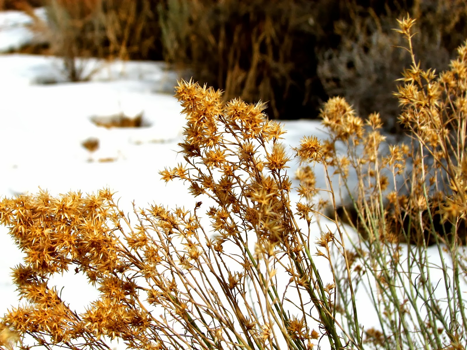 Flora montana: Rabbitbrush