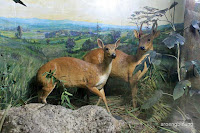 museum zoologi bogor