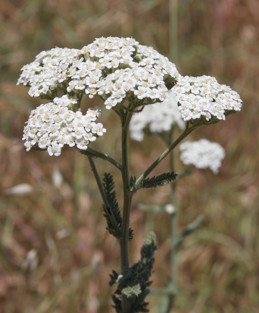Beauty Of Flowers Common Yarrow