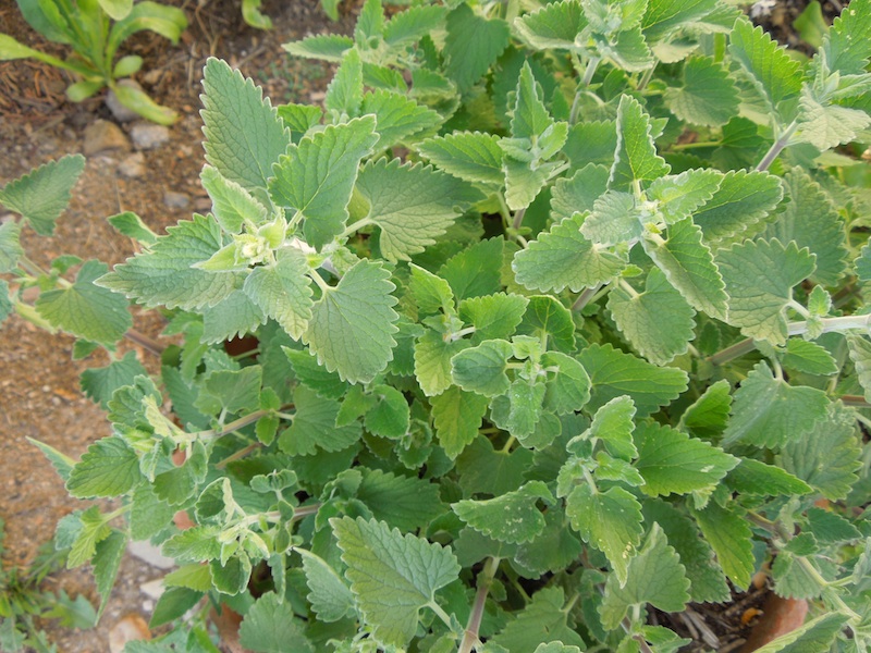 The Cat and the Catmint