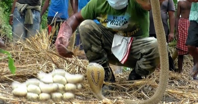 Mimpi Ular Besar Keluar Dari Tanah Jika bermimpi melihat ular air