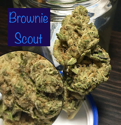 pennsylvania medical marijuana,gti,rythm,brownie scout,rythm brownie scout,brownie scout strain,pa medical marijuana