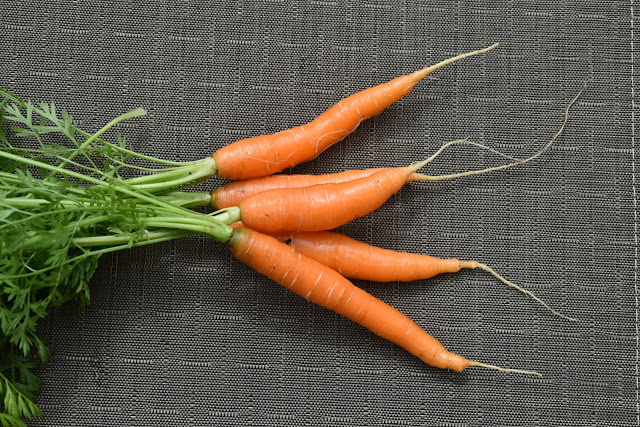 Harvesting Carrots