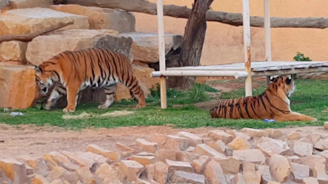 حديقة الحيوانات الرياض