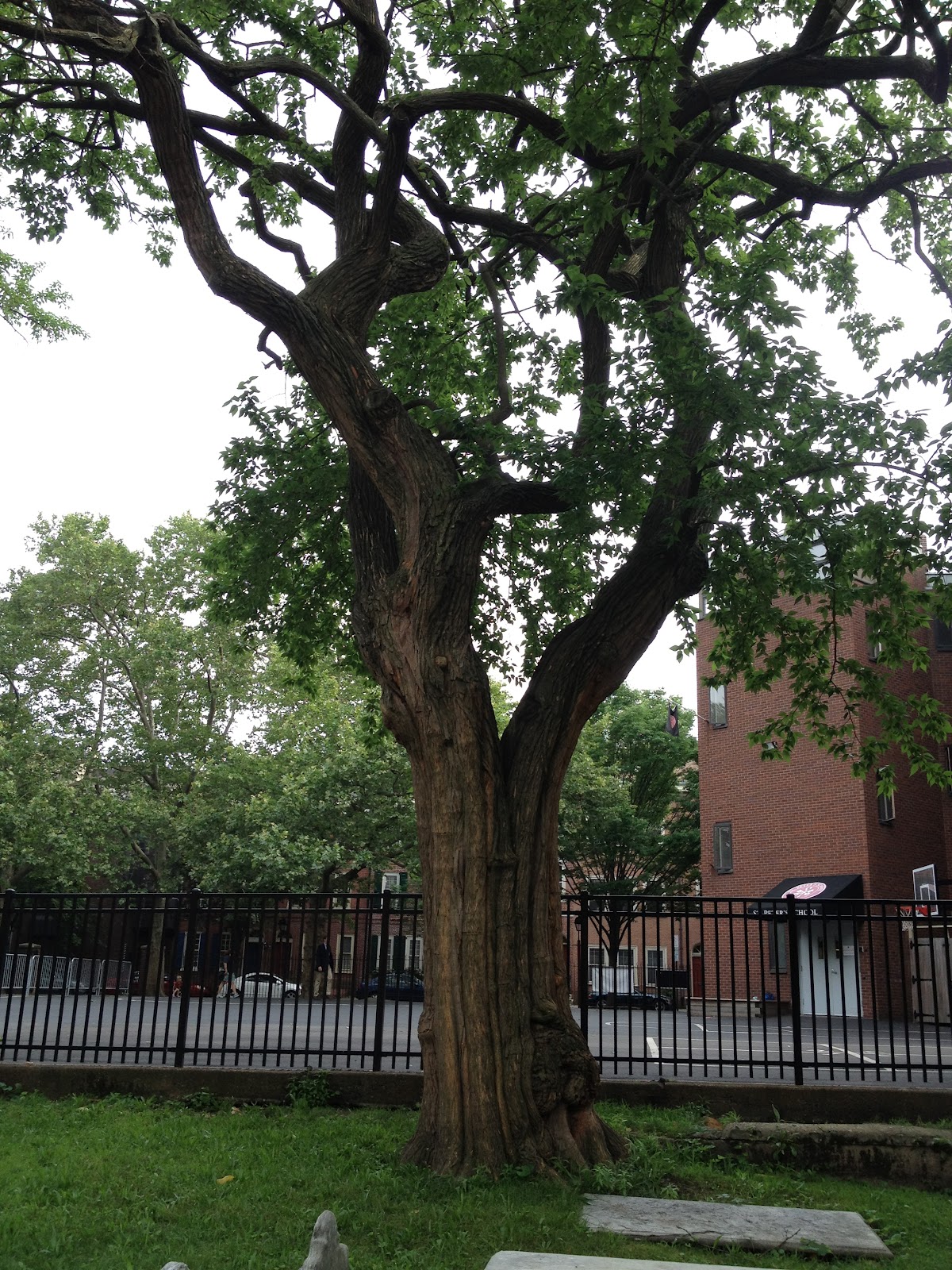 PHILLY TREES PIONEER TREES