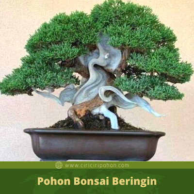 Ciri Ciri Pohon Bonsai Beringin