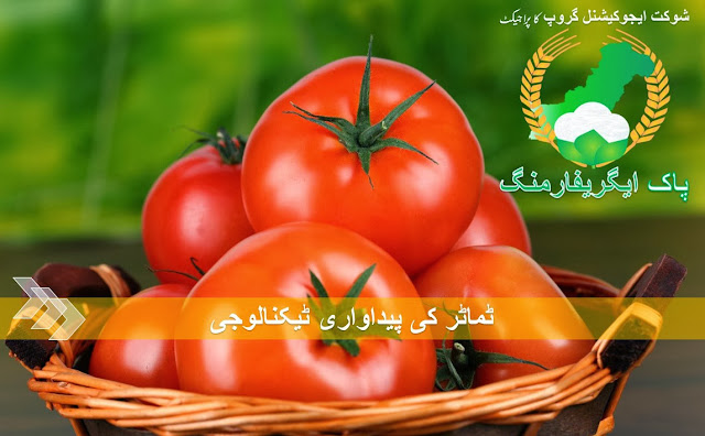Tomato Production Technology in Pakistan Tomato Production Technology in Pakistan urdu language
