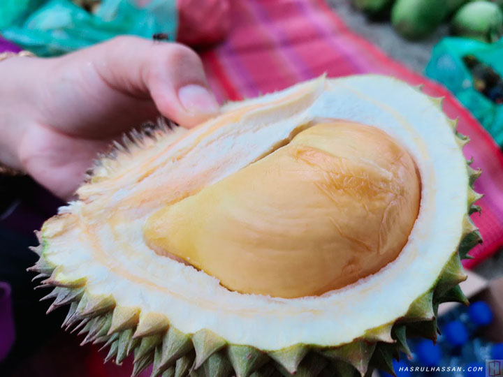 Musang durian vs duri king hitam Aliran trafik